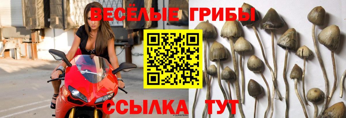 Псилоцибиновые грибы GOLDEN TEACHER Подольск